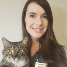 Veterinarian holding onto a cat